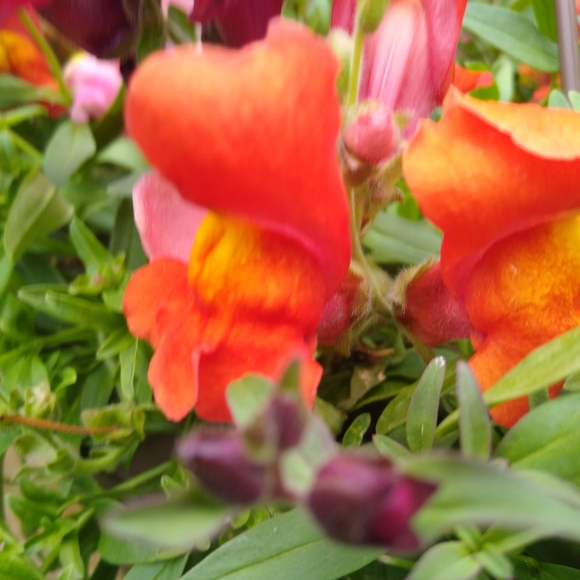 Meet your Posher, Jeannine - Picture 1 of 1